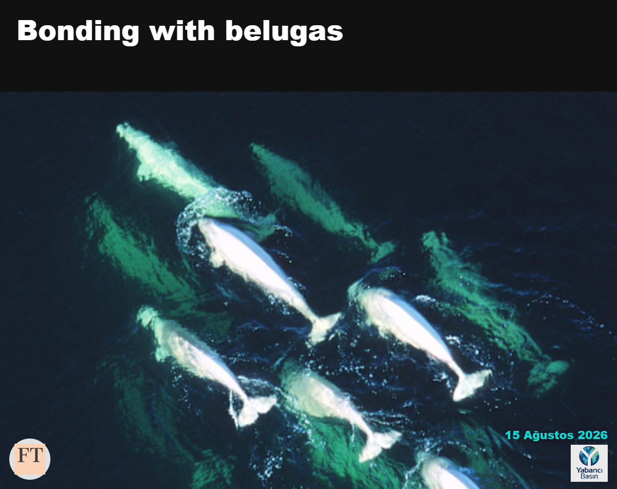 Hudson Körfezi'nde beluga balinalarının havadan görünümü © Splashdown/Michael Nolan/Shutterstock