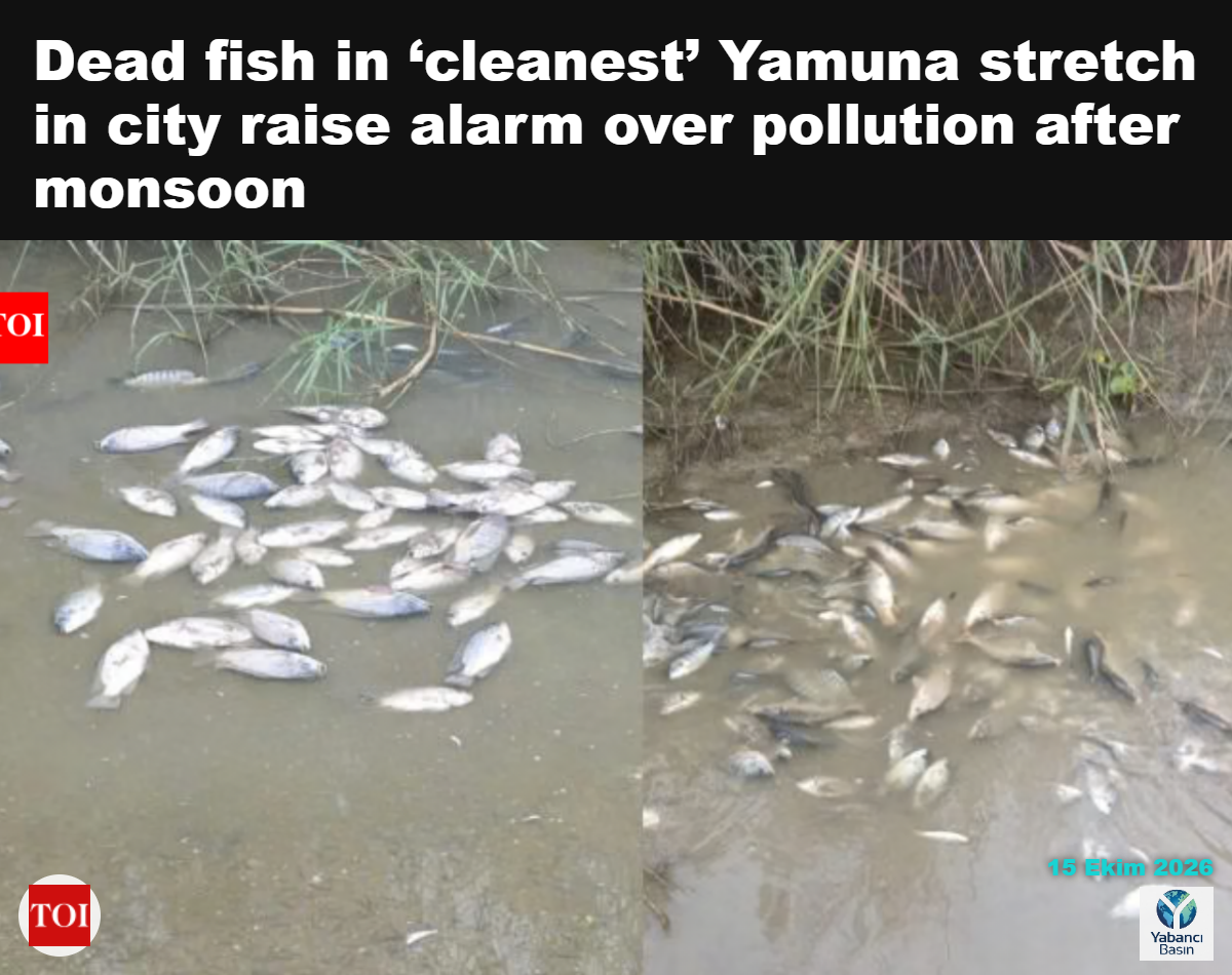 Wazirabad yakınlarında Yamuna Nehri kıyılarını kaplayan sayısız ölü balık, acil görüşmelere yol açtı.